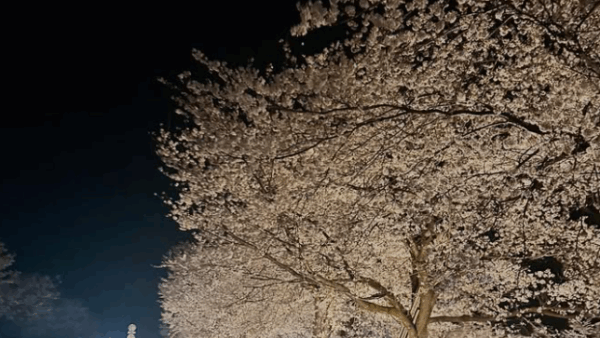 銭淵公園までご案内する観桜会イベント（送迎付きです！）