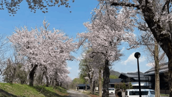 当館周辺の桜が見ごろを迎えています！